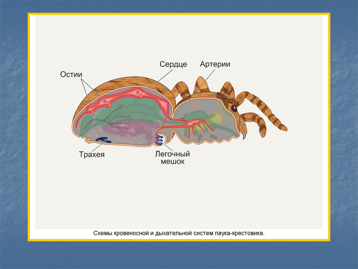 Какой класс имеет мальпигиевы сосуды. Выделительная система паукообразных. Выделительная система паука крестовика. Выделительная система членистоногих рисунок. Выделительная система система насекомых.