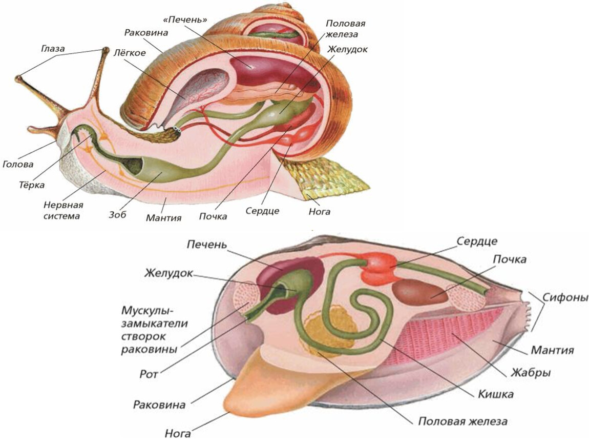 Вторичная полость тела моллюска. Строение брюхоногих моллюсков ЕГЭ. Строение двустворчатого моллюска ЕГЭ. Внутреннее строение тридакны. Строение пищеварительной системы головоногих моллюсков.