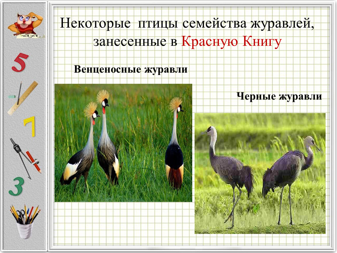 Некоторые птицы семейства журавлей, занесенные в