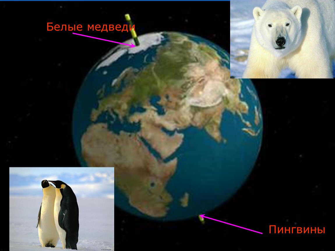 Почему белые медведи едят пингвинов ответ