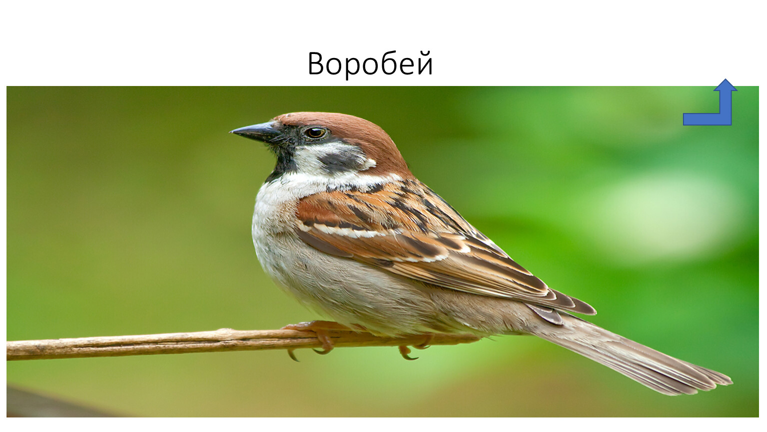 Чирик