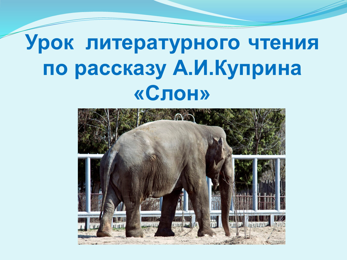 Слон : рассказы. Слон 3 класс литературное чтение. История про слона. План к произведению слон 3 класс. Слоновые истории
