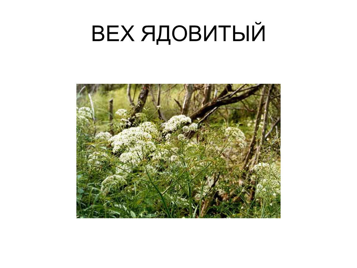 Презентация вех ядовитый