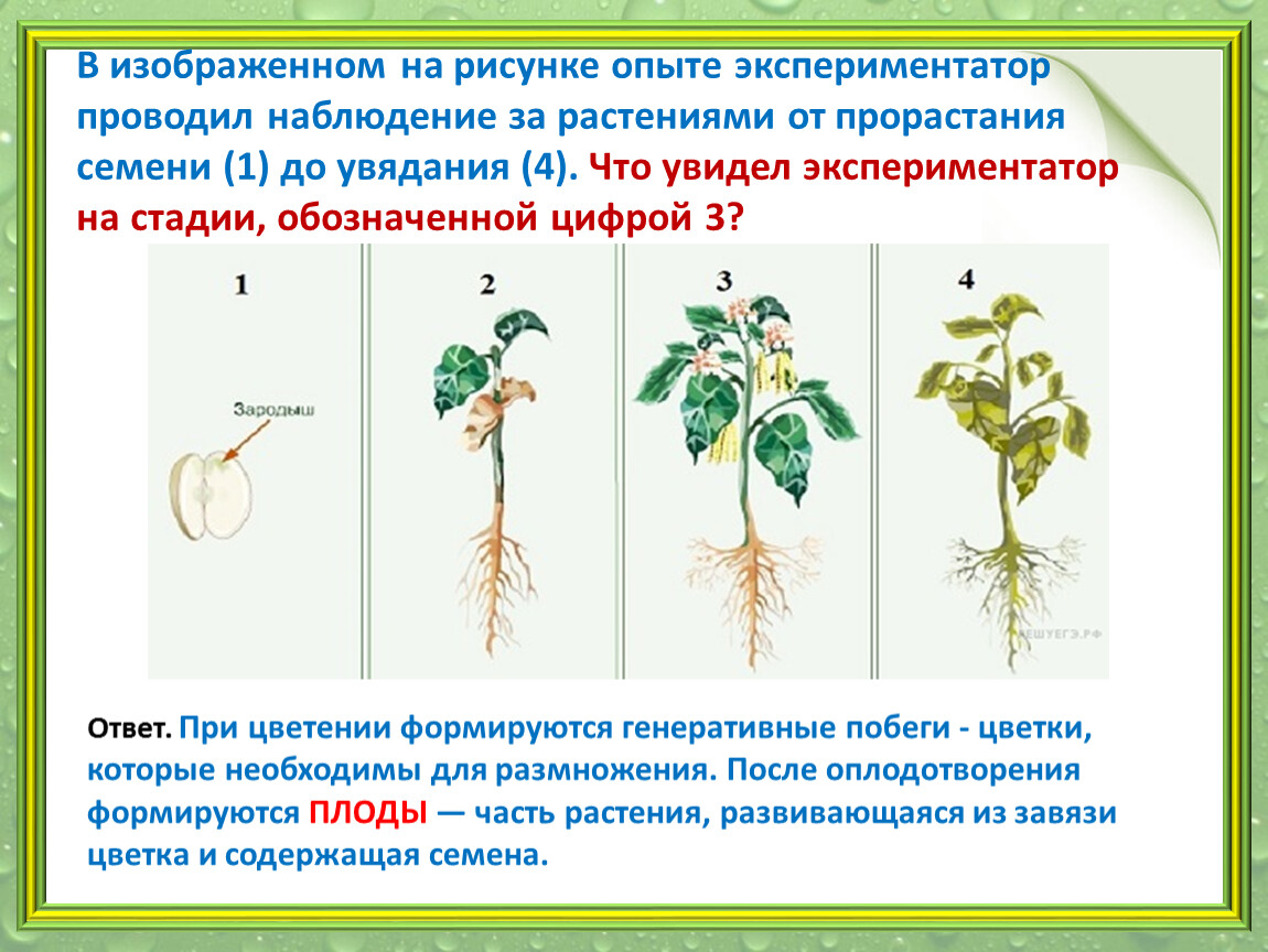 Как называется процесс когда растение растет. В изображенном на рисунке опыте экспериментатор. . В изображенном на 3 рисунке опыте экспериментатор р....