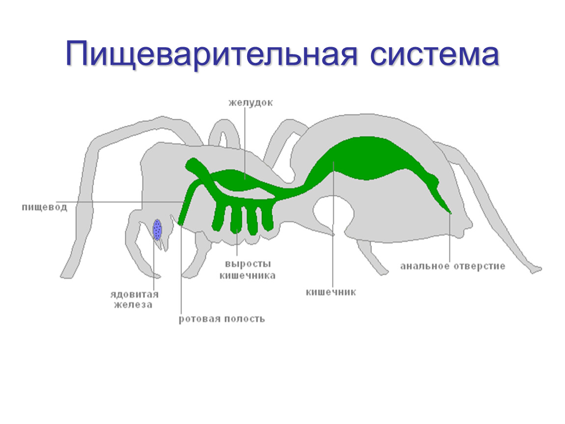 У каких животных короткий кишечник. Пищеварительная система паука крестовика. Пищеварительная система паукообразных схема. Строение пищеварения паука. Класс паукообразные (Arachnida пищеварительная система.