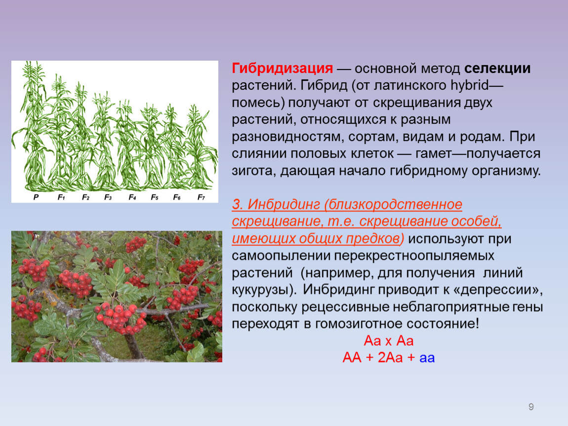 Гибрид это простыми словами. Межвидовая (отдалённая) гибридизация. Гибриды растений селекция. Межвидовые гибриды растений. Метод селекции растений.
