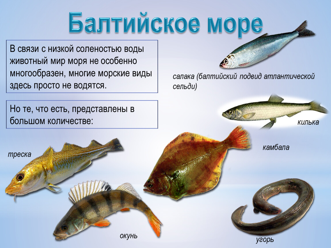 Рыбы баренцева моря названия