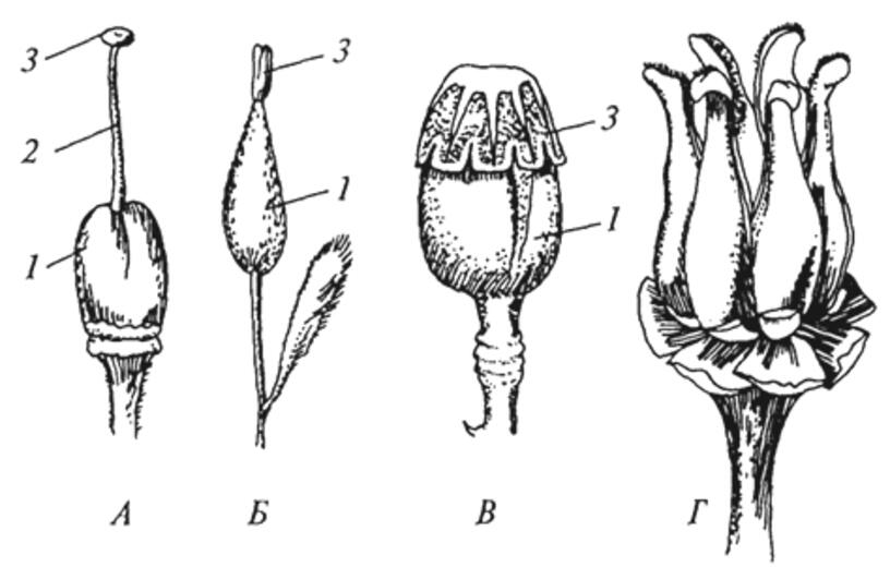 Строение цветка мака схема