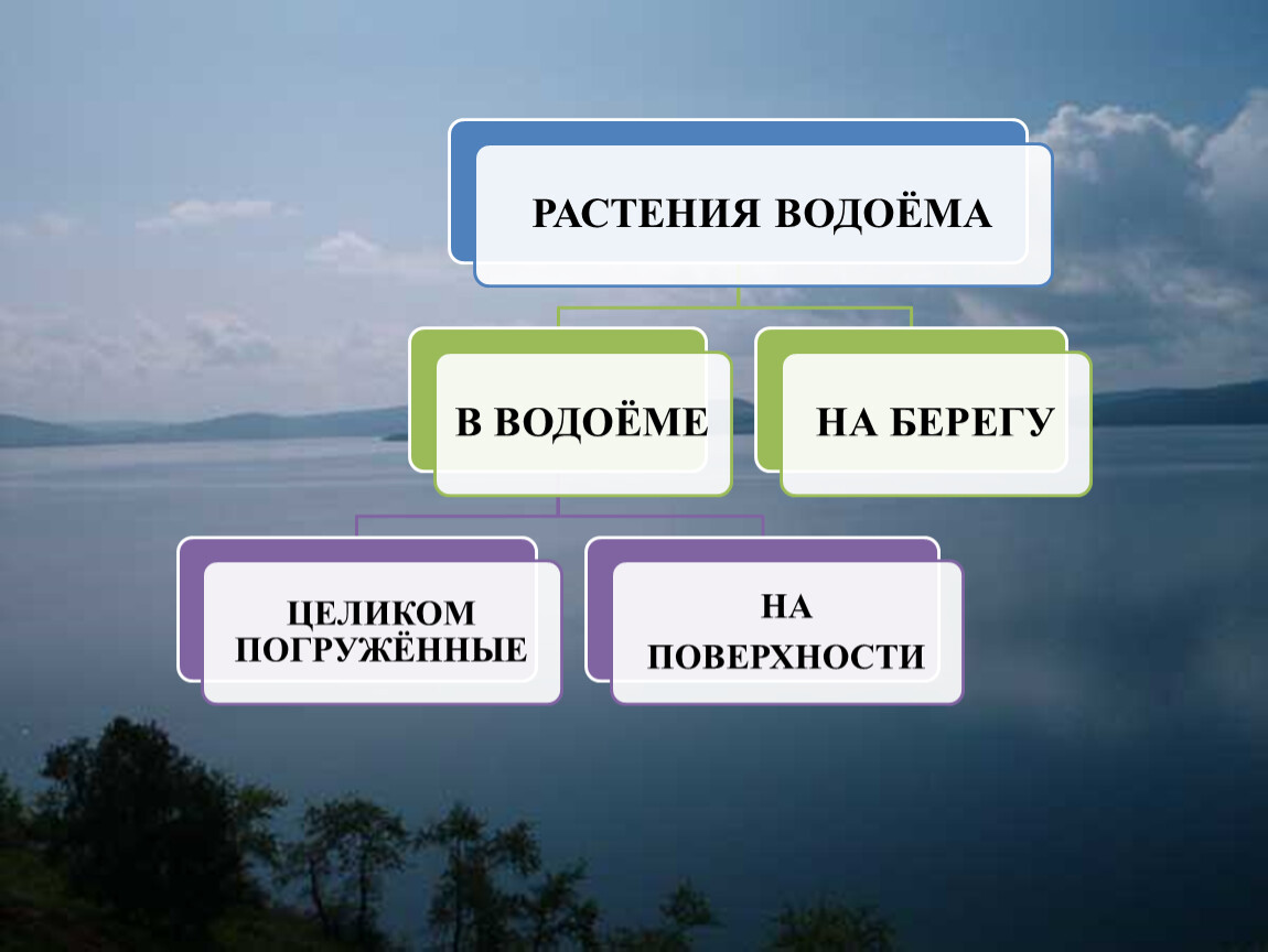 Окружающий мир 4 класс тема жизнь. Естественные пресные водоемы 3 класс. Водоемы 4 класс окружающий мир. Природное сообщество водоем 4 класс презентация. Типы питания водоемов.