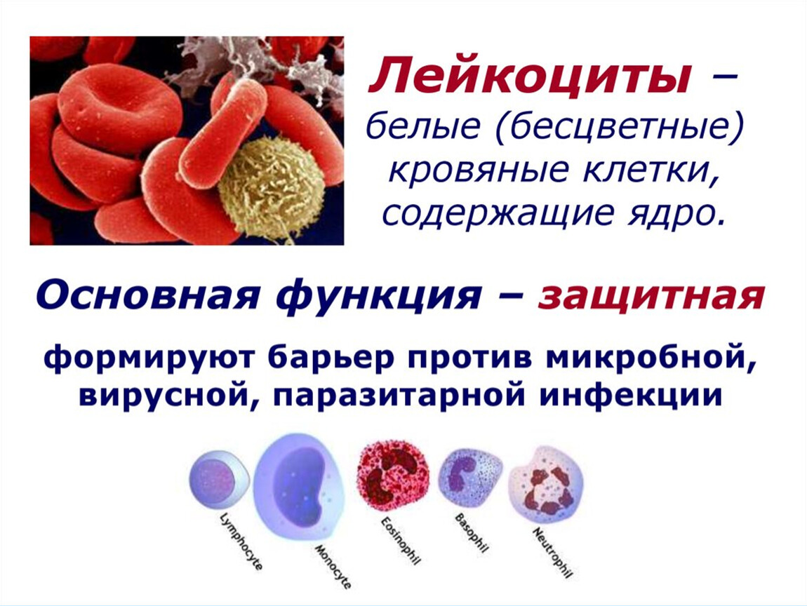 Сильно повышенные лейкоциты. Как выглядит лейкоцит человека. Функции лейкоцитов 8 класс биология. Лейкоциты в крови 4,2. Лейкоциты биология 8 класс.