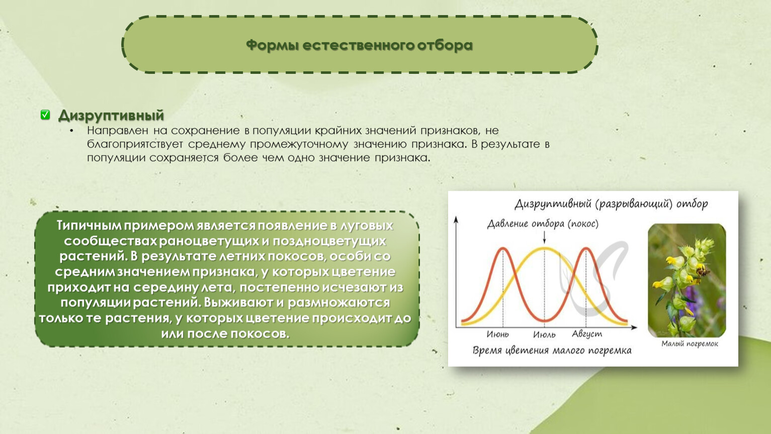 Виды естественного отбора дизруптивный