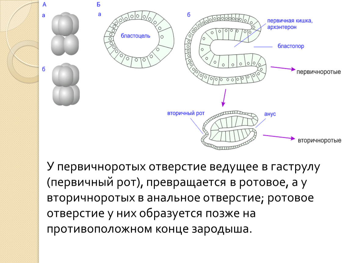 Бластоцель. Вторичноротые гаструла. Образование первичной кишки. Бластопор первичный рот. Первичноротые и вторичноротые.