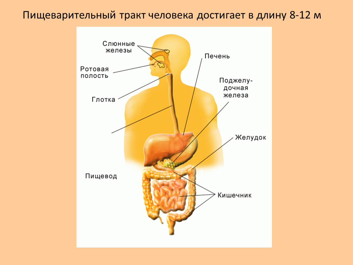 Печень ротовую полость пищевод и желудок. Система пищеварения человека. Пищеварительный тракт человека. Строение пищеварительной системы человека. К пищеварительному тракту относят.