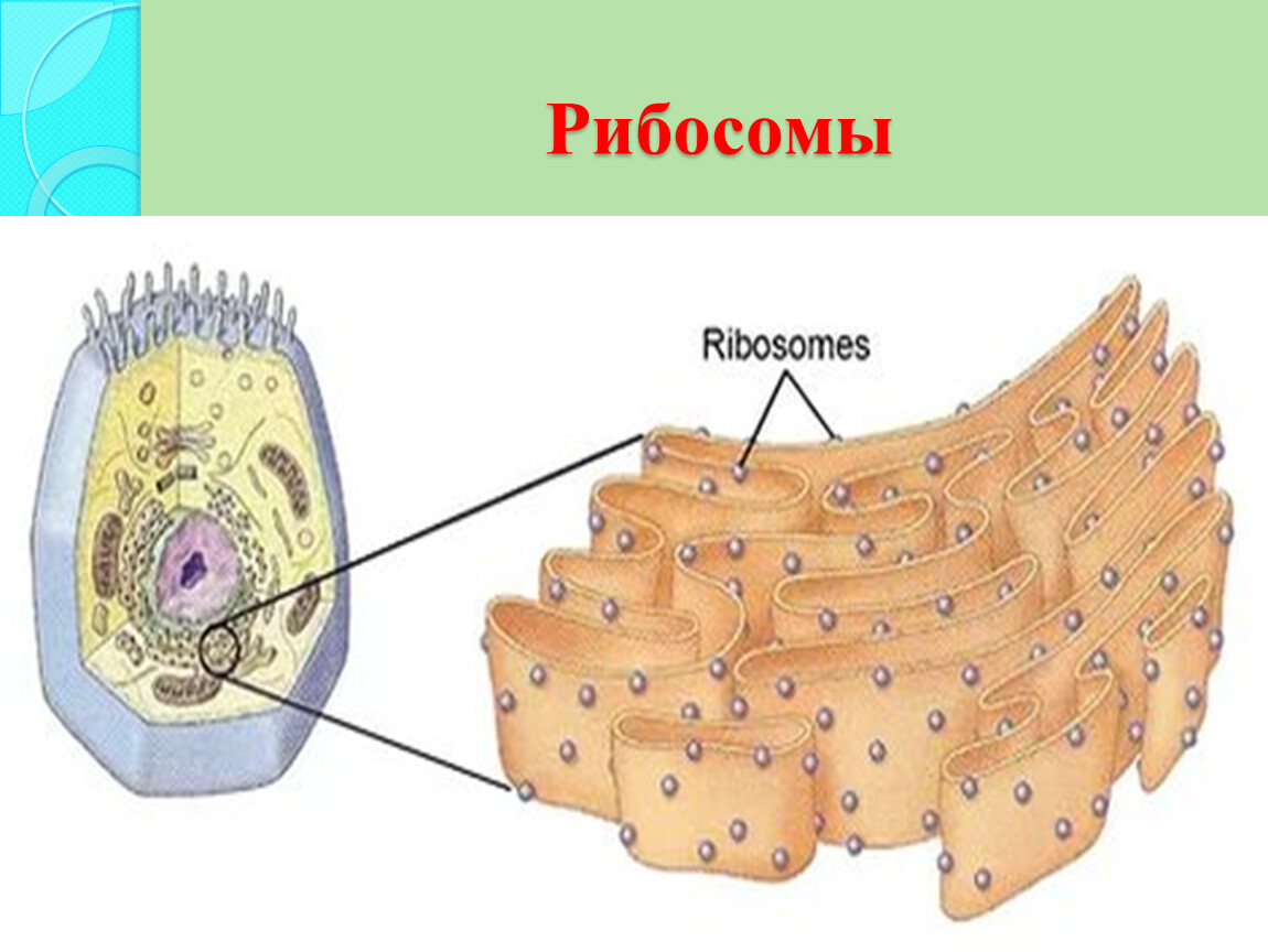 Рибосомы растительной клетки рисунок