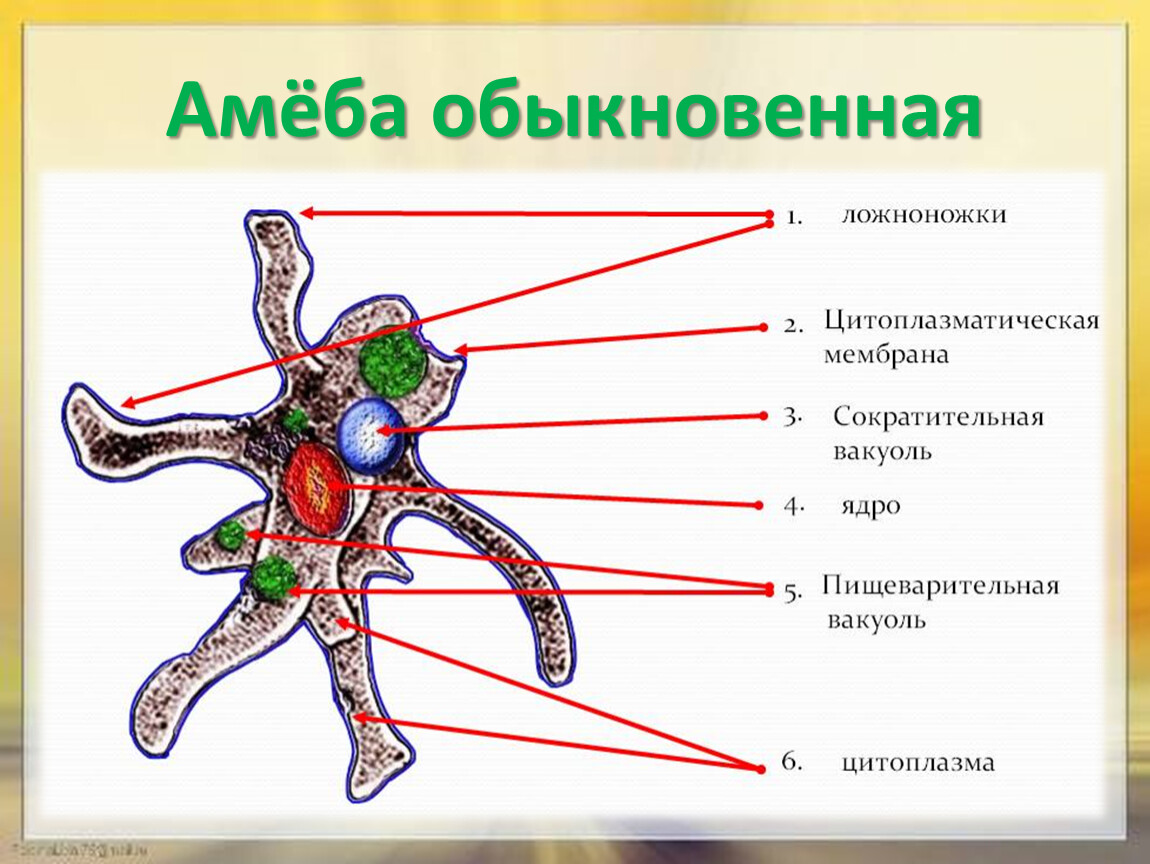 Амеба рисунок в цвете