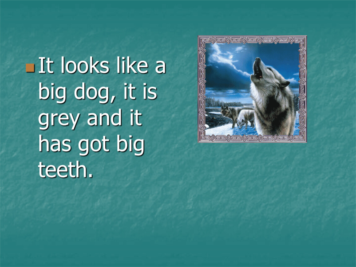 It looks like. The big Dog перевод. A Dog have got a big head или a Dog has a big head. Dogs have got Teeth.