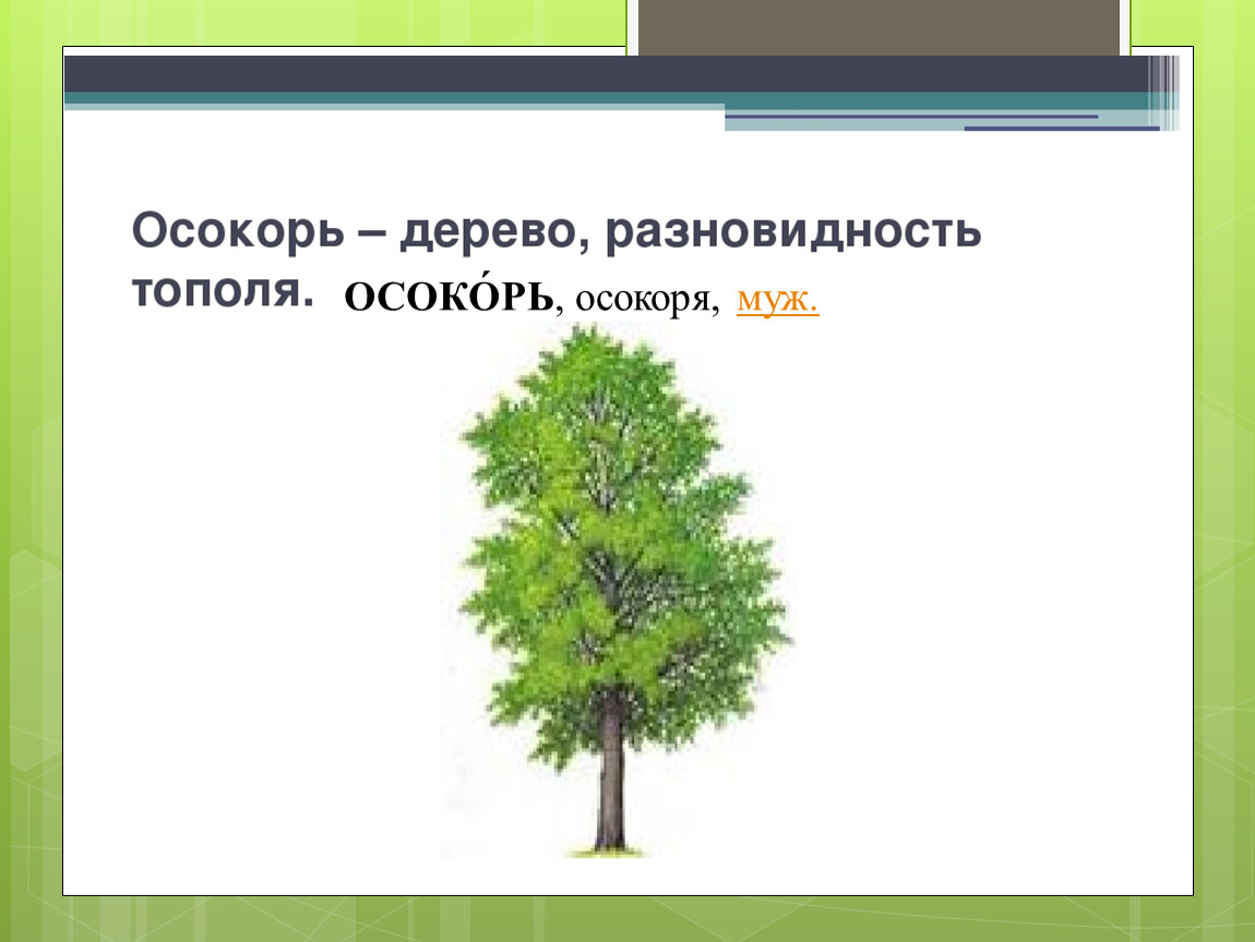 Род тополь виды. Осокорь род. Осокорь это исконно русское. Разновидности тополя. Осокорь род существительного.