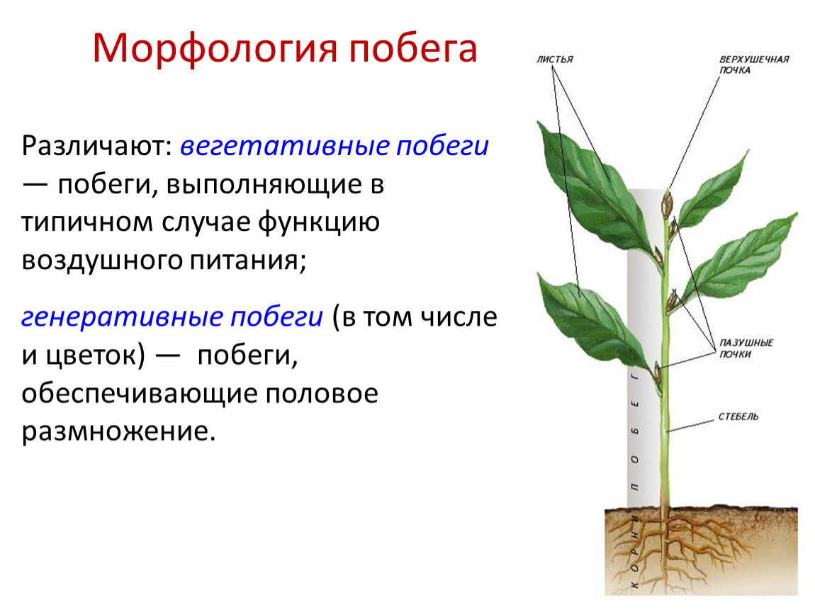 Листья долго сохраняют верхушечный рост. Генеративный побег. Надземный вегетативный орган растения. Вегетативные и генеративные побеги. Строение вегетативного побега.
