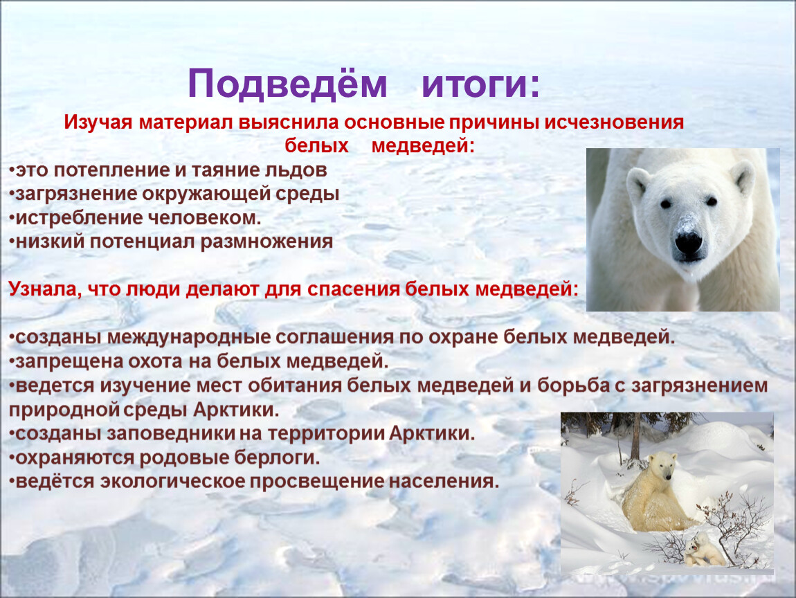 Белые медведи результаты. Охрана животных белый медведь. Причины исчезновения белых медведей. Исчезающие животные белый медведь. Сохраним белого медведя.