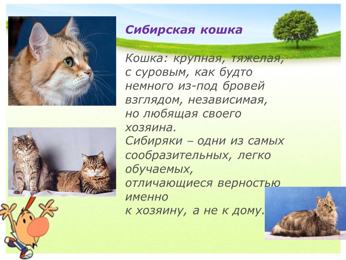 Рассказ о домашних кошках