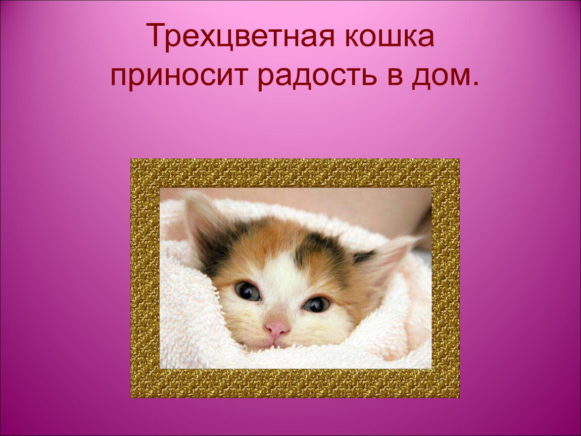 Отчего принести. Трёхцветные кошки приносят. Трёхцветные кошки приносят счастье. Трехцветная кошечка приносит счастье. Трехцветные кошки приносят удачу.