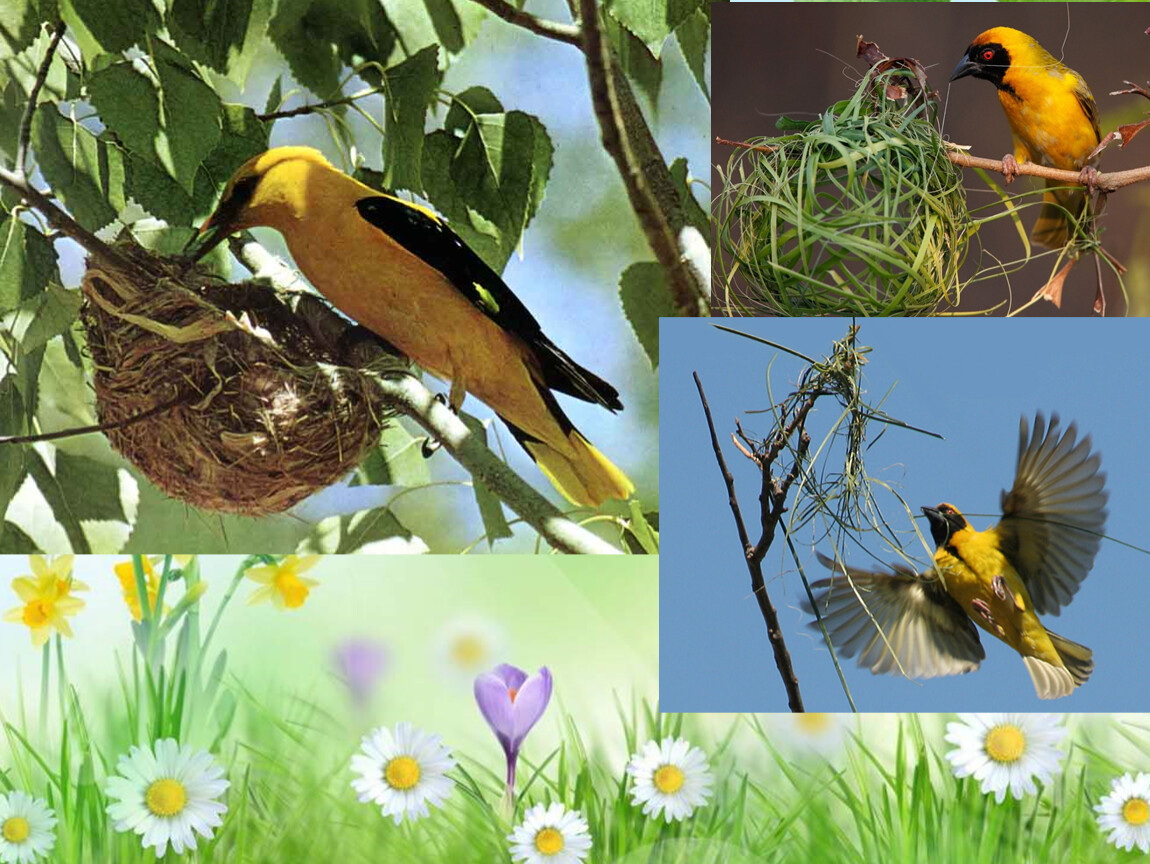 Изменения в жизни птиц весной
