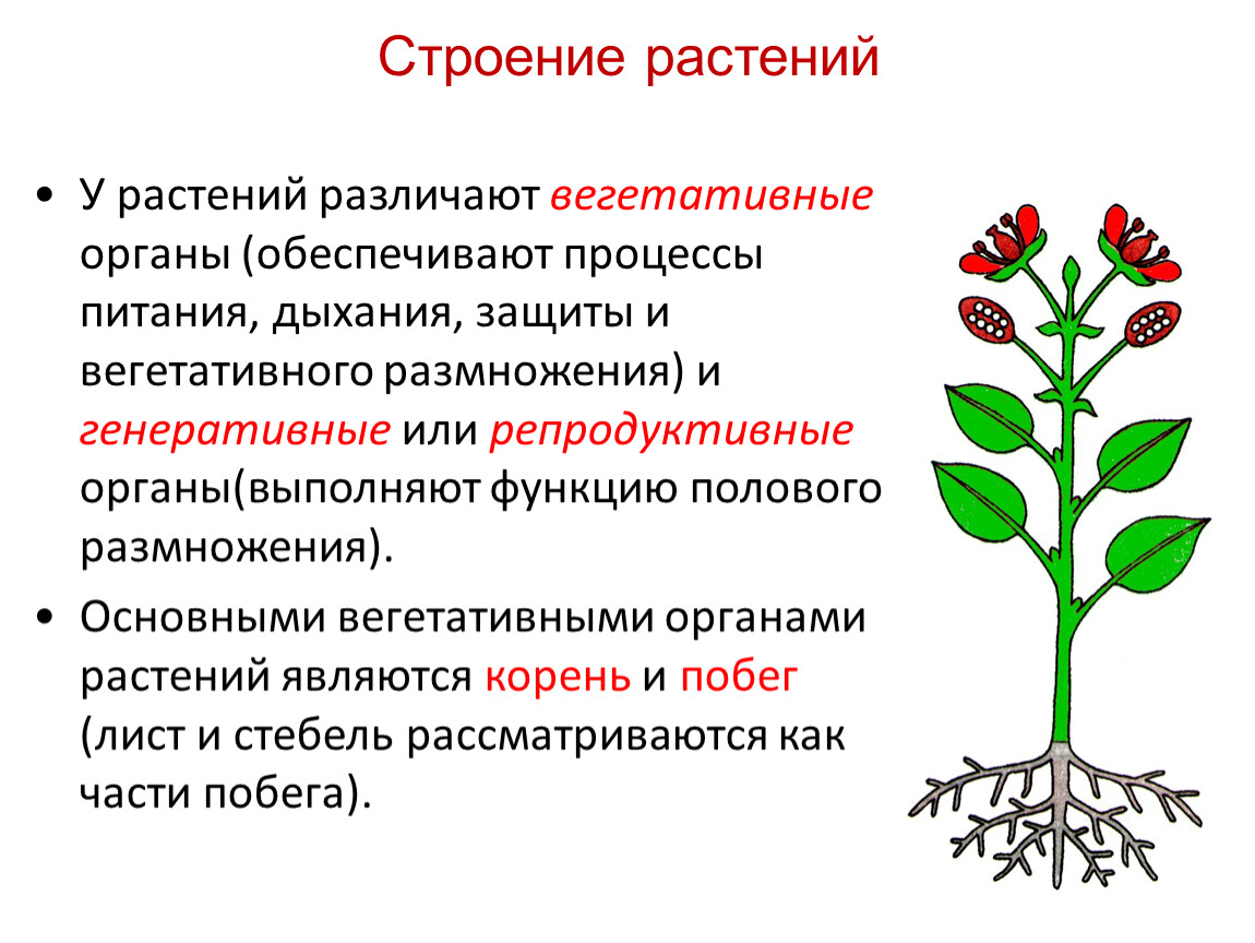 Лист обеспечивает корень. Вегетативное и генеративное размножение. Особенности строения органов размножения растений. Строение вегетативных органов растений. Вегетативное и генеративное размножение растений.