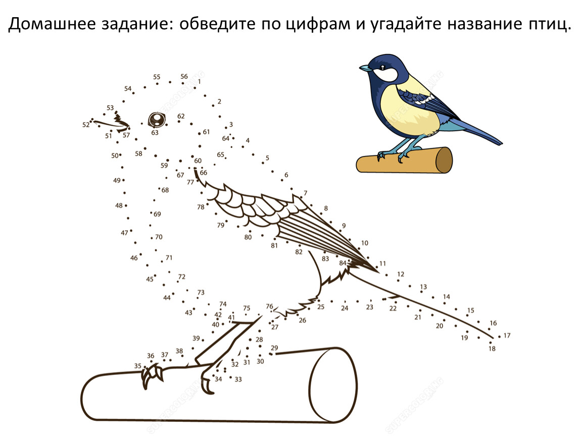 Рисование по точкам зимующие птицы