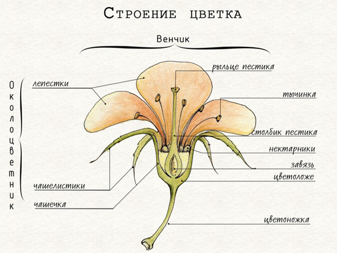 Схема строения цветка пестик