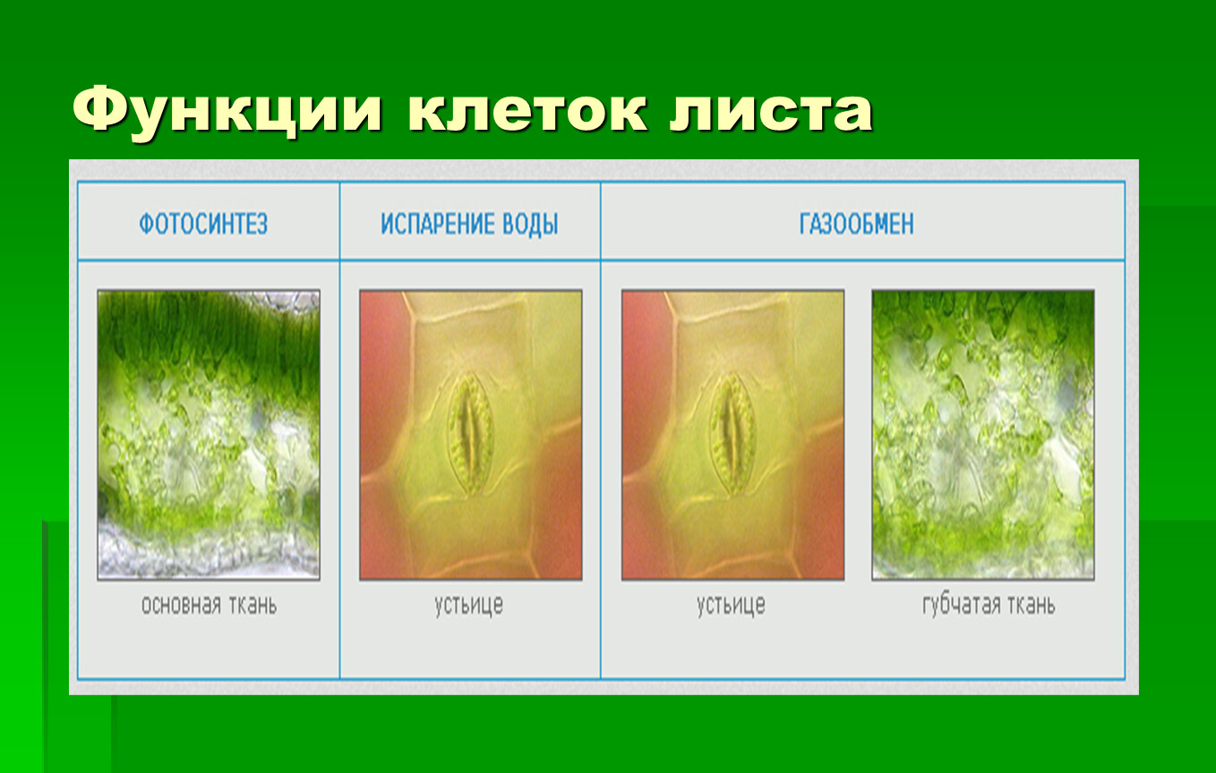 Функции клетки листа. Функции клеток листа. Лист в клетку. Функция клеток в зеленом листе. Клетка зеленого листа.