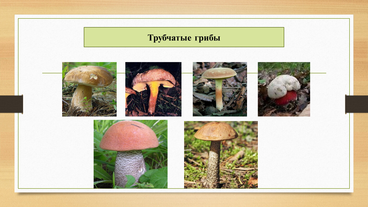 Трубчатые грибы окружающий мир 3 класс