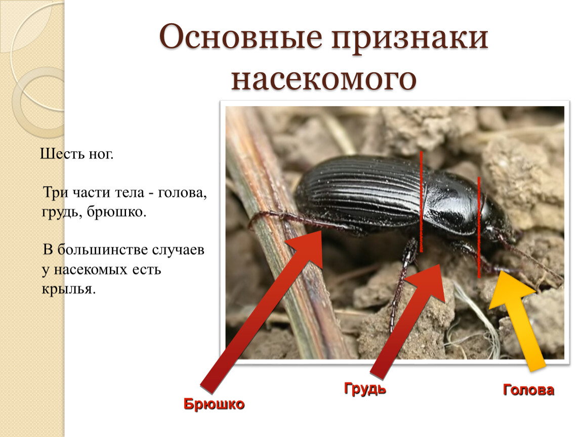 Признаки насекомых картинка