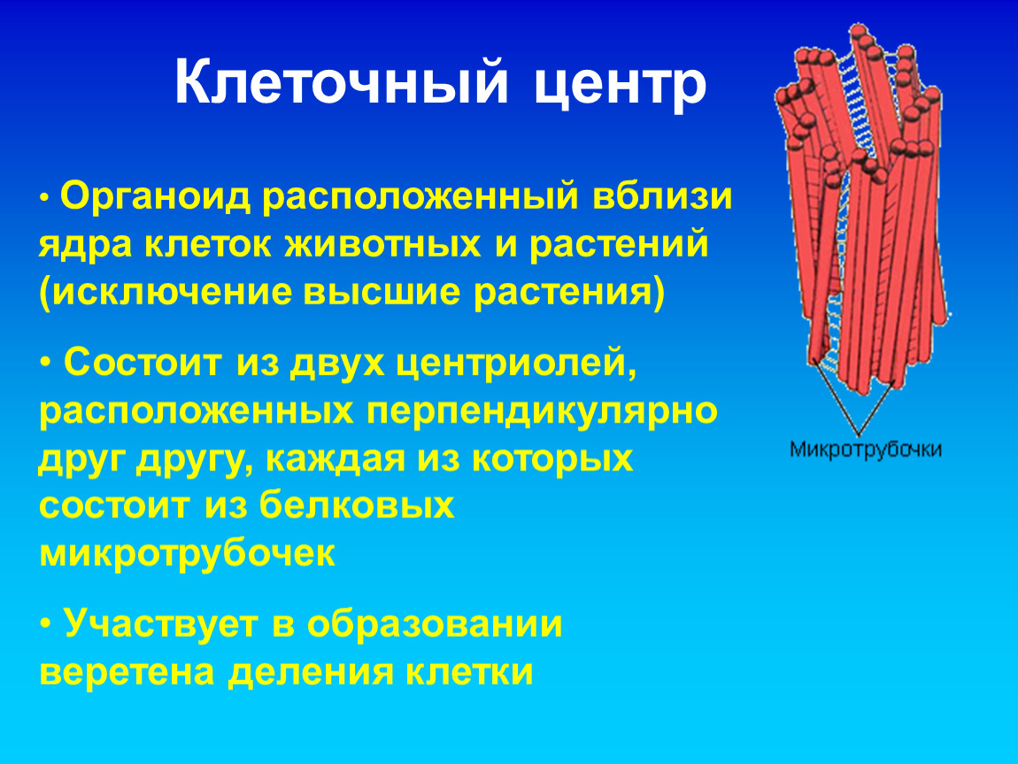 Клеточный центр функции. Органоид клеточный центр строение и функции. Клеточный центр функции органоида. Клеточный центр органойд. Органеллы клетки клеточный центр.