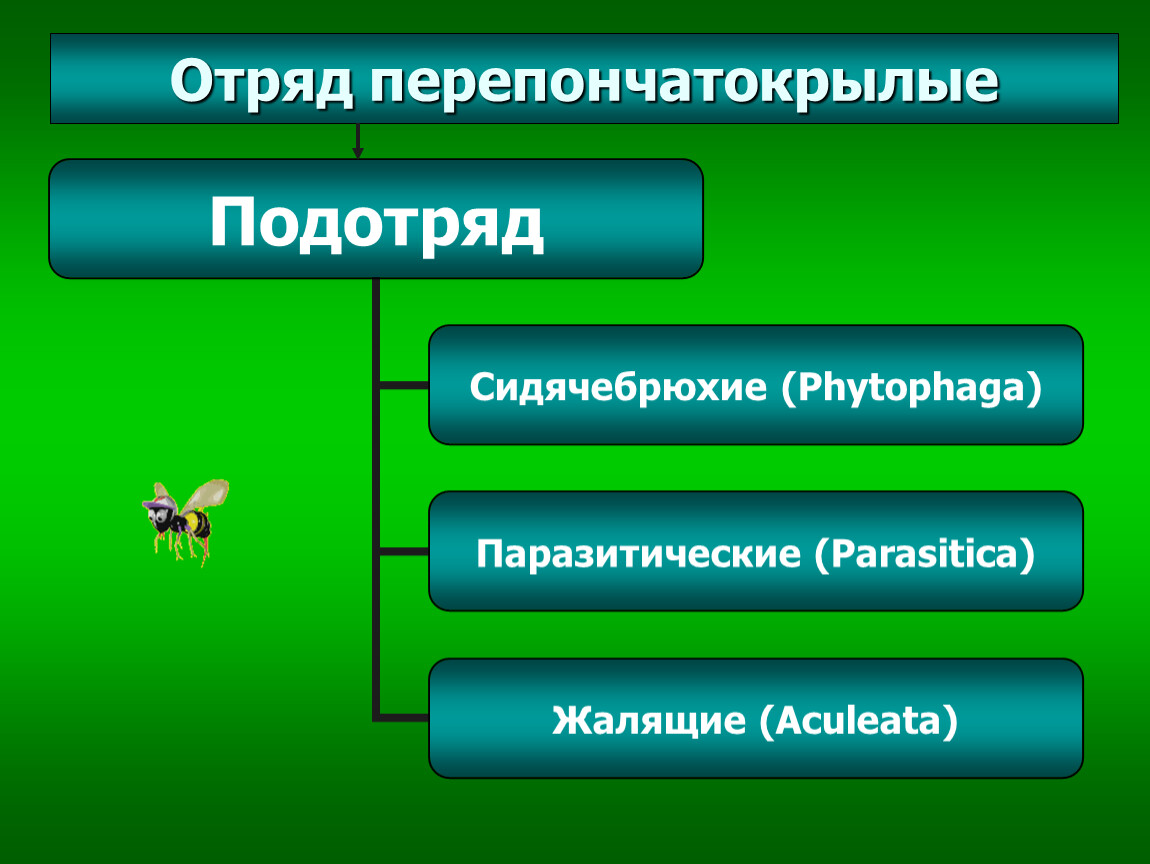 Отряд насекомых перепончатые