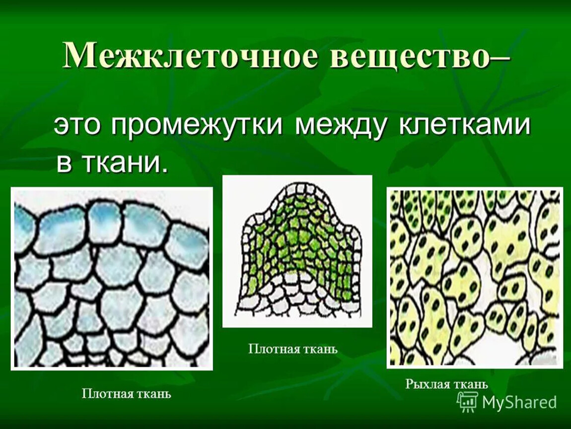 Три группы клеток. Образовательная ткань растений межклеточное вещество. Клетки и межклеточное вещество. Межклеточноеное вещество это. Межклеточное вещество в тканях.