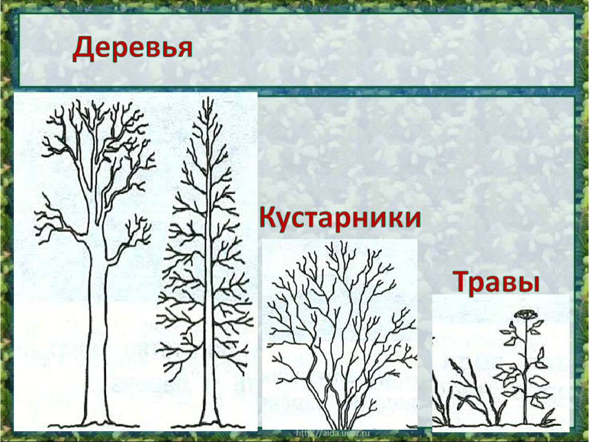 Сделай три рисунка дерево кустарник травянистое растение подпиши