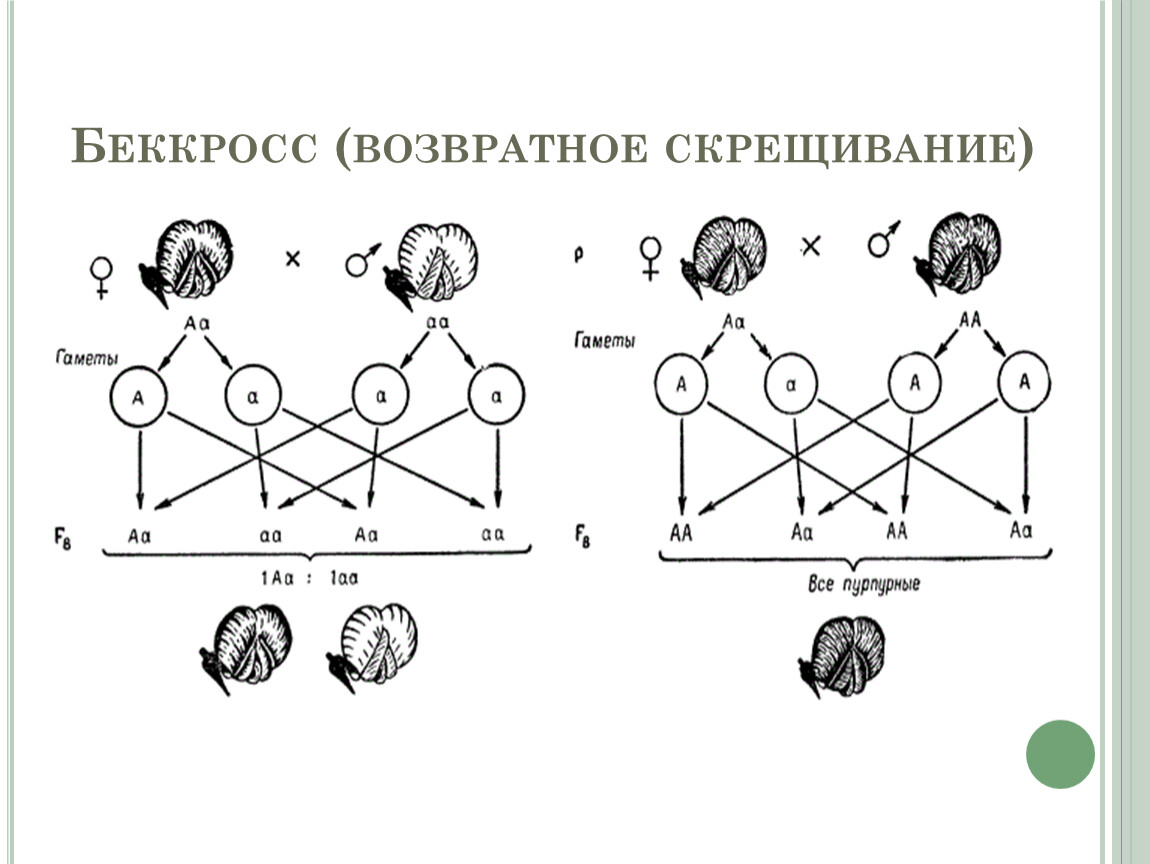 Схема скрещивания. Беккросс скрещивание. Возвратные скрещивания (беккроссы). Анализирующее возвратное и реципрокное скрещивание. Скрещивание с рецессивной родительской формой АА).