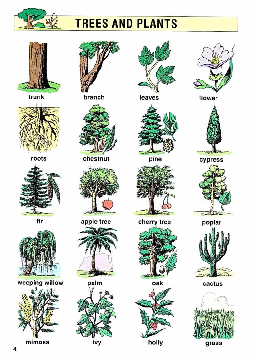 Растения на букву ш. Деревья названия. Название растений деревьев. Названия деревьев на английском. Деревья перечень названий.