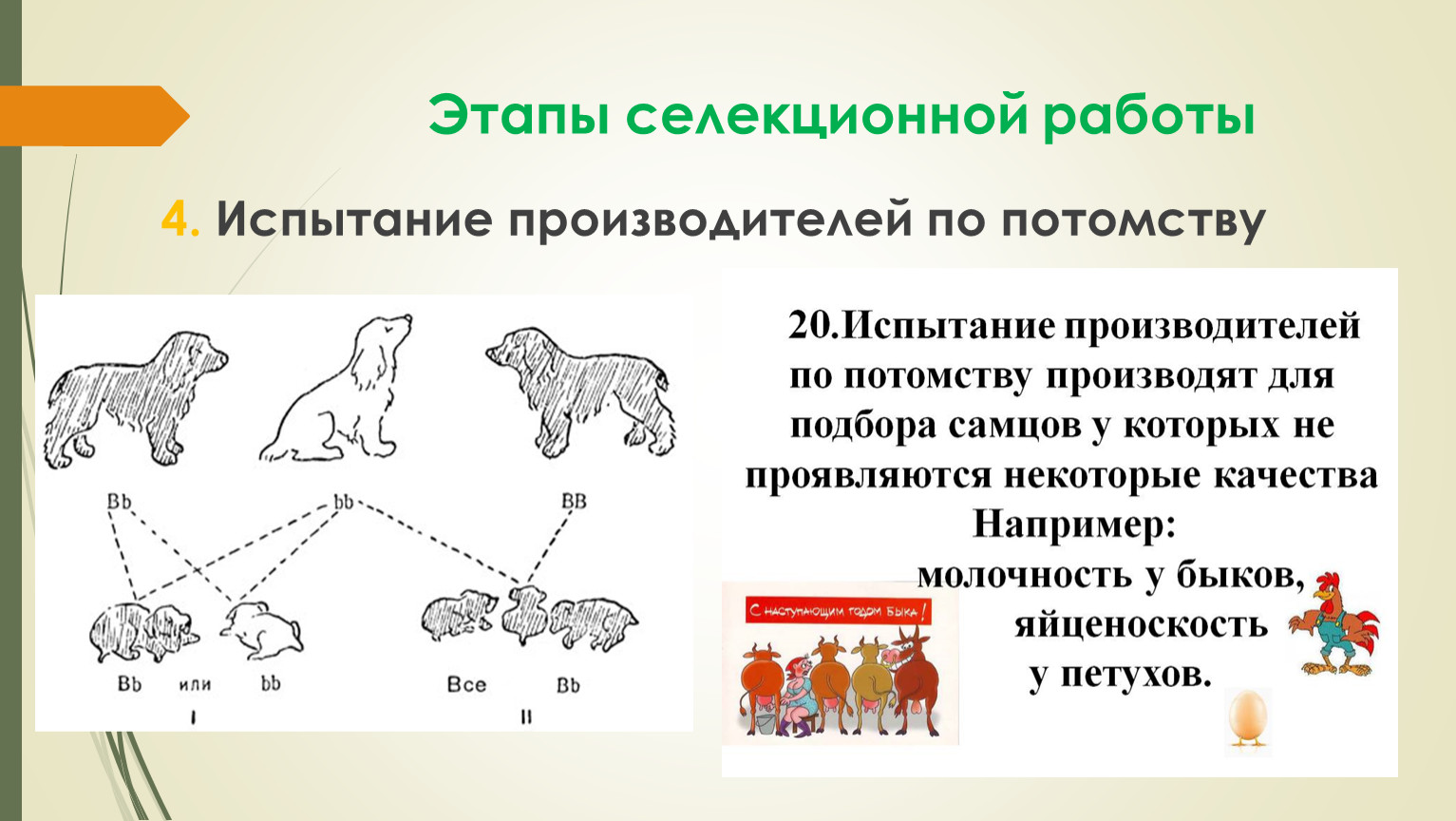 Селекция презентация 10 класс профильный уровень