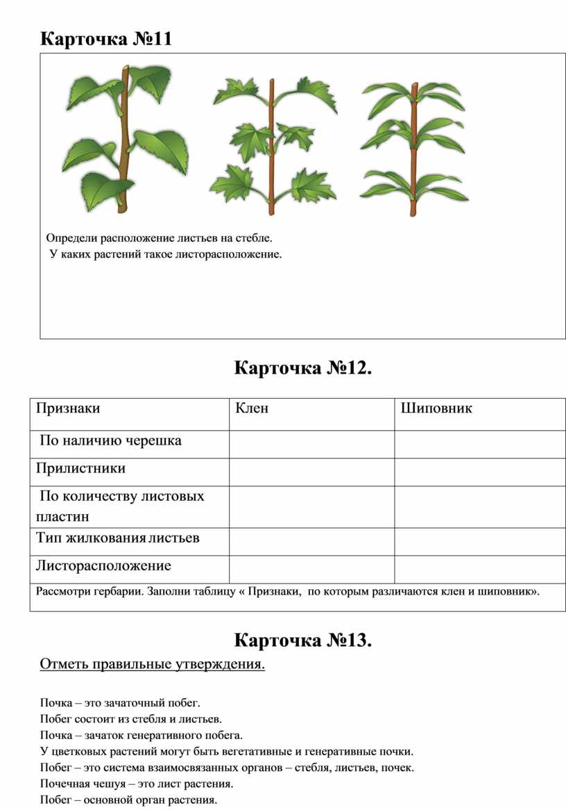 Земляника расположение листьев