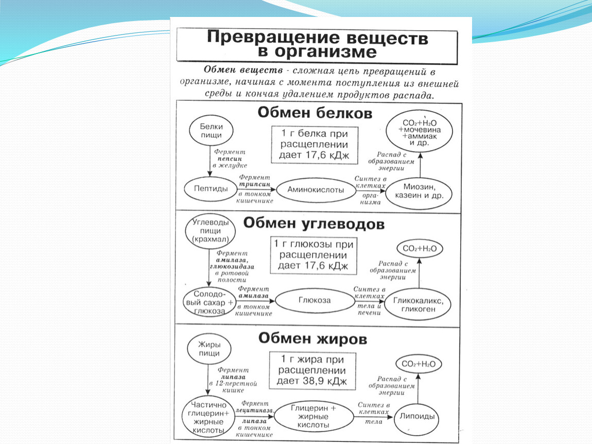 Какие превращения веществ. Превращение веществ в организме. Превращение веществ в организме схема. Схема превращения веществ и энергии в организме. Продукты распада обмена веществ.