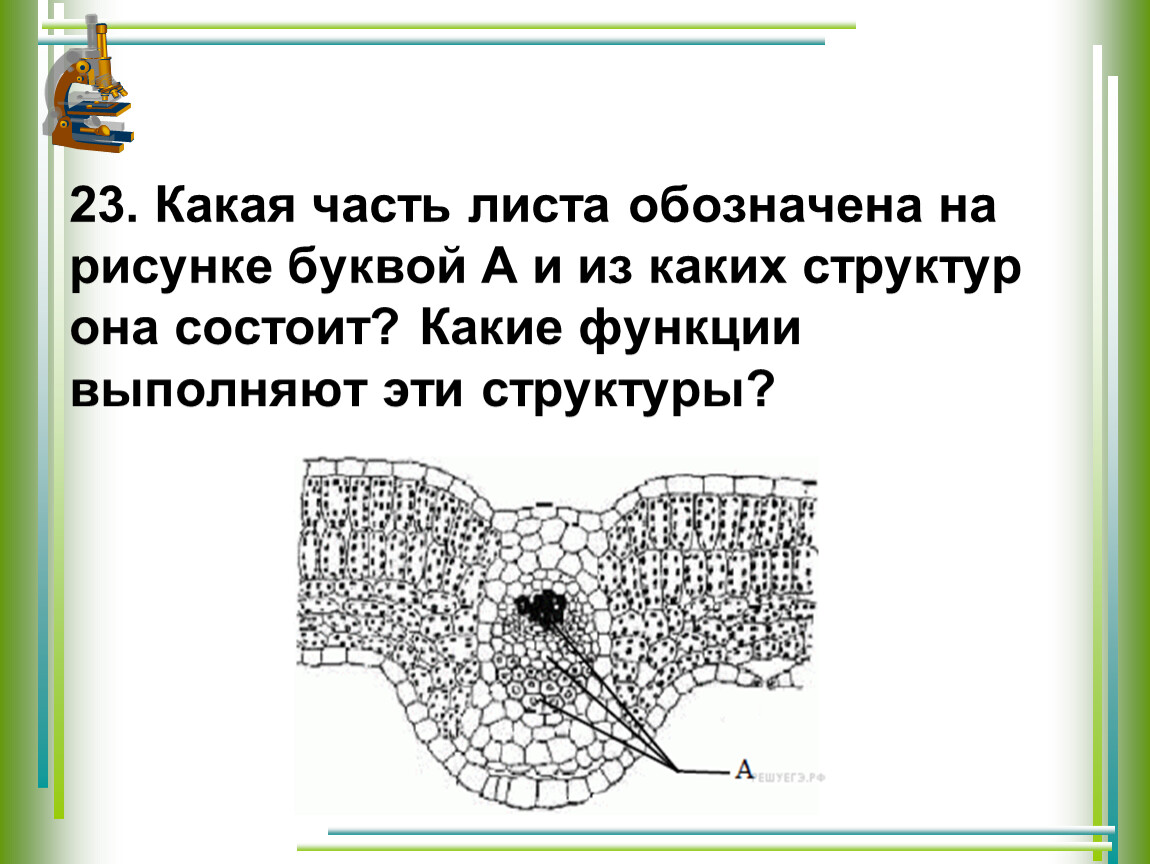 На данном рисунке цифрой 3 обозначена. Какие части листа обозначены на рисунке. Какая часть листа обозначена. Какие структуры листа обозначены на рисунке. Части листа рисунок.