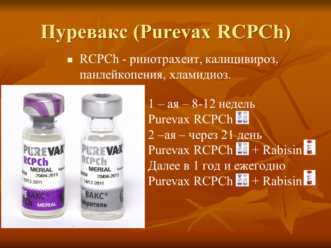 Вакцина пуревакс цена. Вакцина Пуревакс RCPCH. Пуревакс схема вакцинации кошек. Пуревакс хламидиоз. Пуревакс DHPPI.