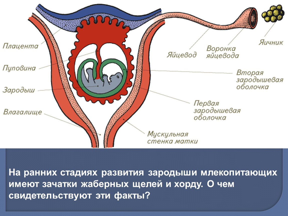 Развитие млекопитающих. Схема строения матки у млекопитающих. Схема строения матки и стадии развития зародыша у млекопитающих. Строение эмбриона млекопитающего в матке. Строение плаценты млекопитающих.