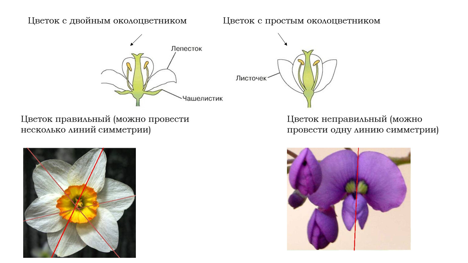 Какой околоцветник у растений. Цветок с двойным околоцветником. Формула цветка с простым околоцветником. Женский цветок с простым околоцветником.
