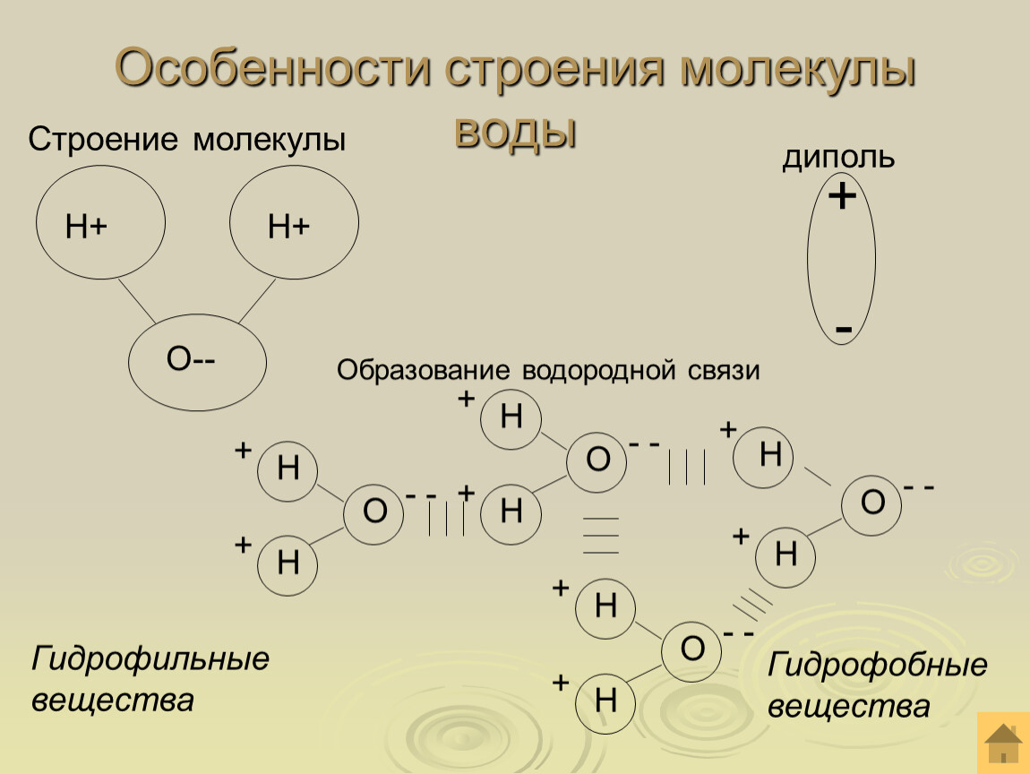 Особенности строения связанной воды. Строение молекулы воды диполь водородные связи. Особенности строения воды. Особенности строения молекуоыводы. Особенности строения молекул.