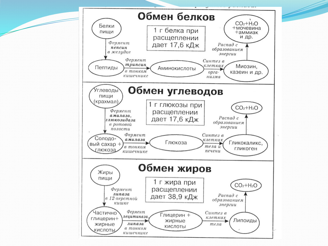 Обмен белков биология 8 класс схема