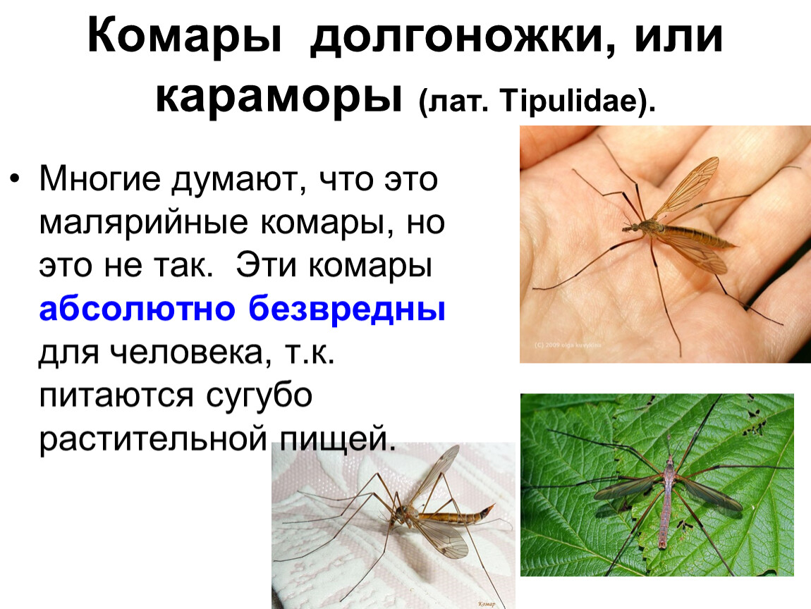 Чем опасен малярийный комар. Малярийный комар долгоножка опасен. Малярийный комар долгоножка. Карамора комар долгоножка. Комар долгоножка и малярийный комар как отличить.