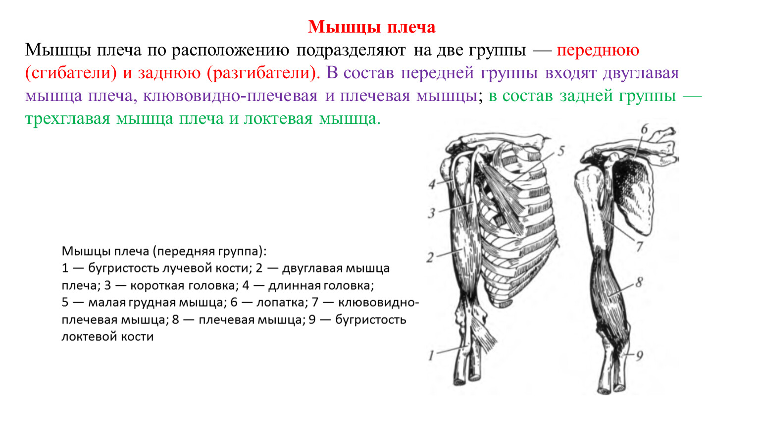 Мышцы плеча. Мышцы плеча передняя группа сгибатели. Мышцы плеча передняя группа задняя группа. Мышцы плеча передняя группа анатомия. Мышца разгибатель задней группы плеча.