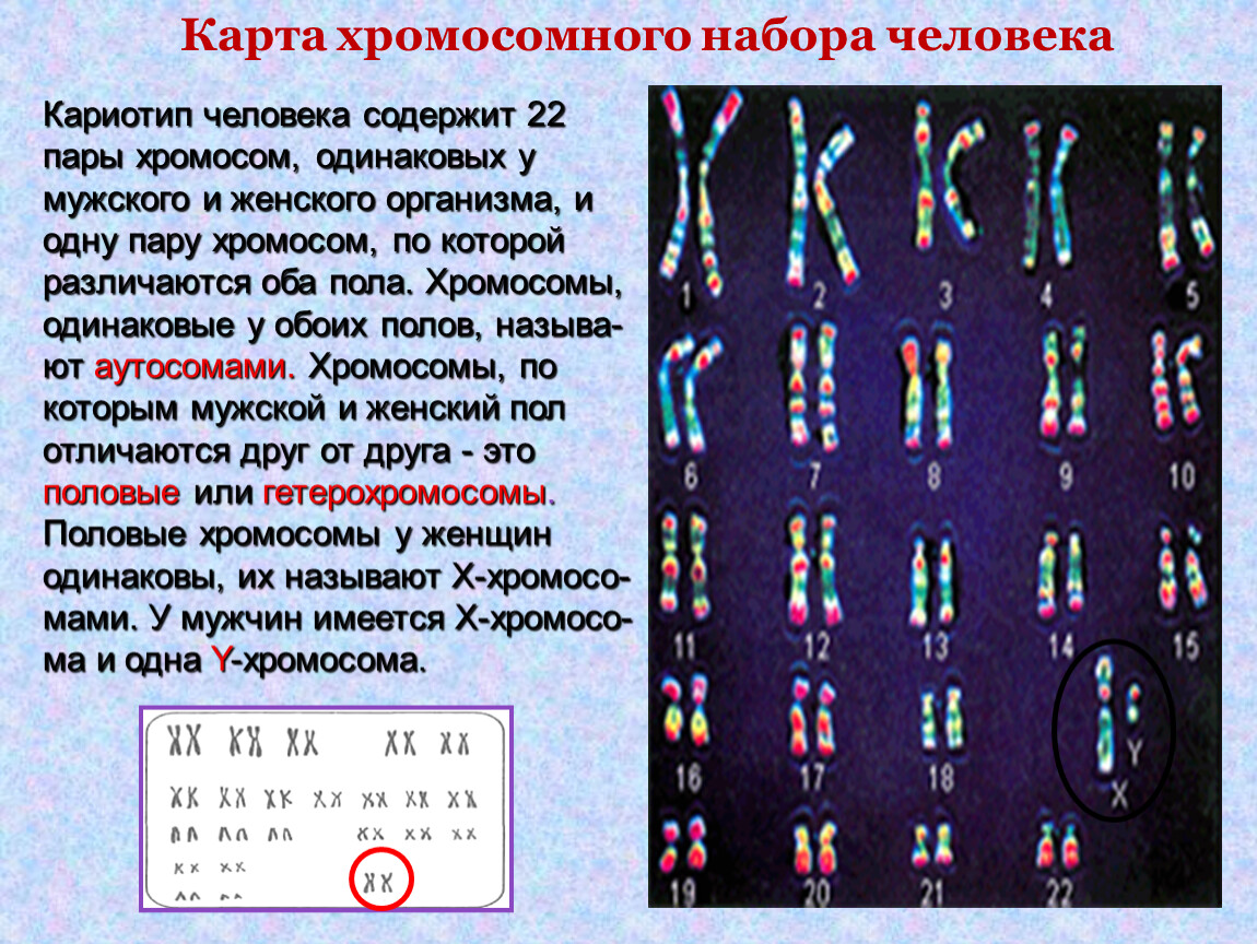 Х хромосома это мужская. Хромосомная карта кариотип. Генетика пола кариотип человека. Хромосомный набор кариотип человека. Набор хромосом человека биология.